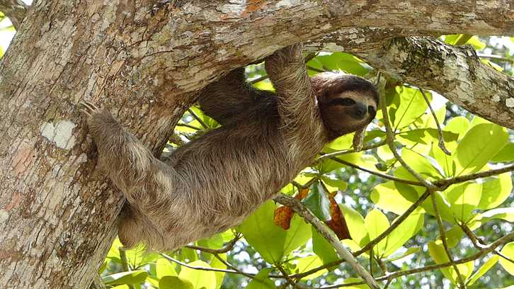 Sloth on a tree
